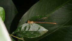 Ceriagrion olivaceum