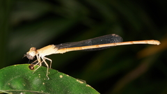 Ceriagrion olivaceum