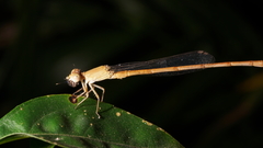 Ceriagrion olivaceum