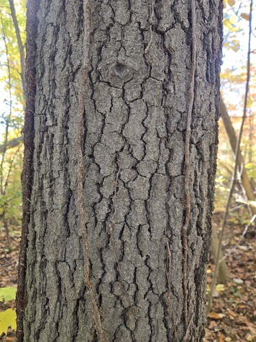 Quercus velutina, 2026-10-24
