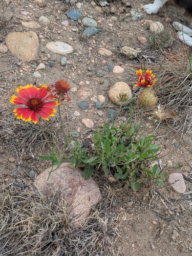 Gaillardia aristata observed 2026-10-22