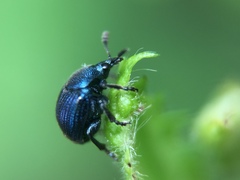 Pterocolus ovatus