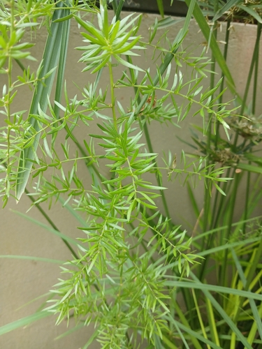 Asparagus densiflorus observed 2026-10-24