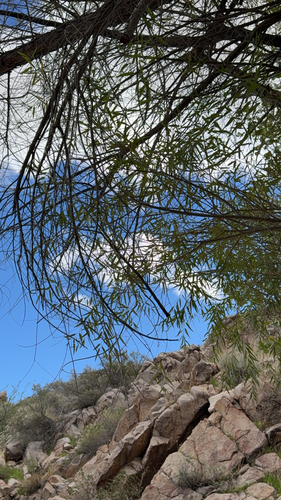 Goodding's willow