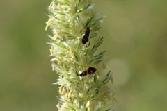 Micropterix