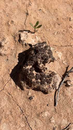 Brown Stipplescale Lichen