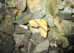 Plagodis phlogosaria