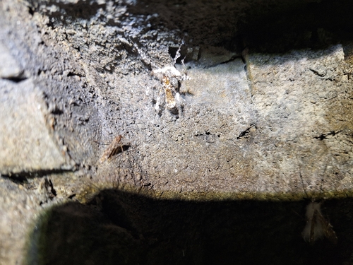 Anopheles maculipennis