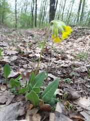Primula veris