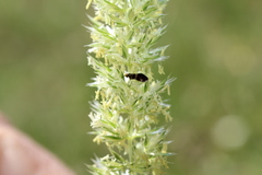 Micropterix