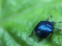 Pterocolus ovatus