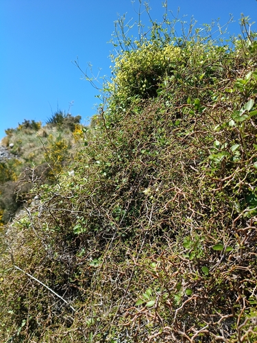 Clematis foetida observed 2026-10-24