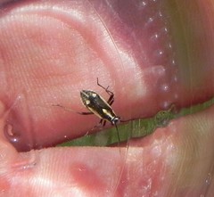 Capsodes sulcatus