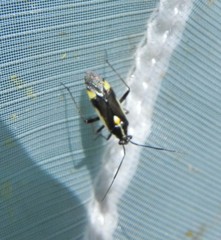 Capsodes sulcatus