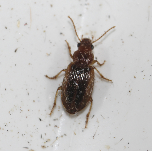 Bradycellus verbasci