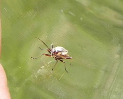 Capsodes sulcatus