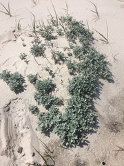 Artemisia stelleriana