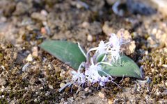 Lachenalia pygmaea