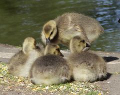 Branta canadensis