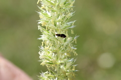 Micropterix