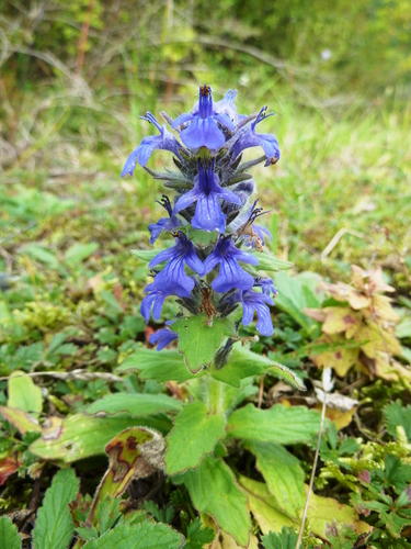 Blue Bugle