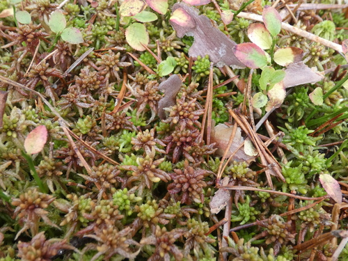 Sphagnum divinum observed 2026-10-22