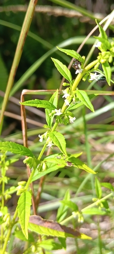 Condea verticillata observed 2026-10-24