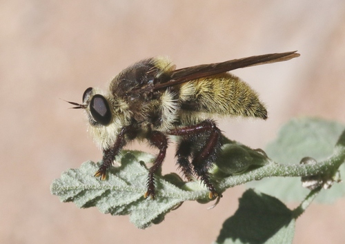 Golden-tailed Beebandit