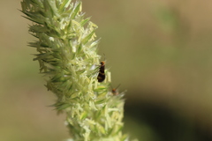 Micropterix