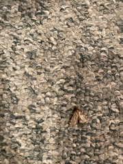 Aglossa pinguinalis