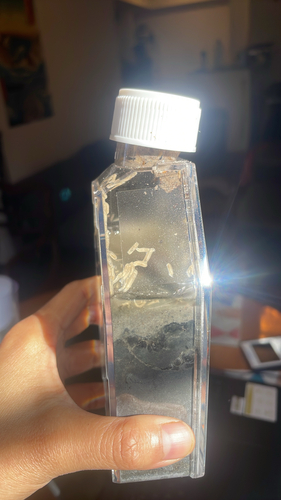Drosophila melanogaster observed 2026-10-24