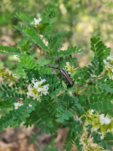 Double-banded Bycid
