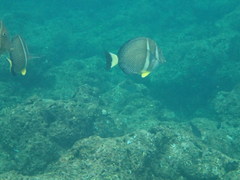 Acanthurus guttatus