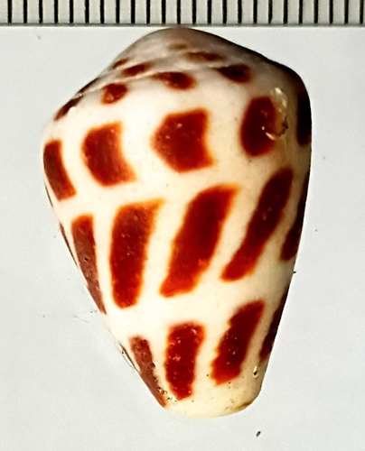 Conus ebraeus observed 2026-08-12