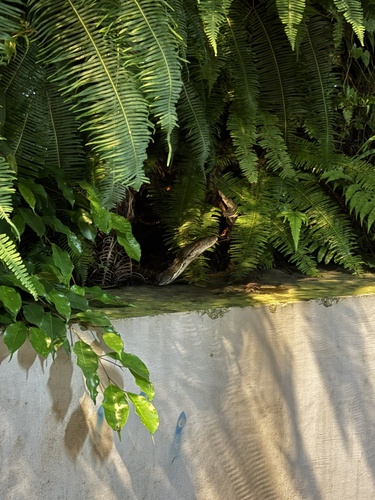 Malayopython reticulatus observed 2026-10-25
