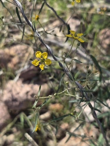 slender janusia