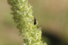 Micropterix