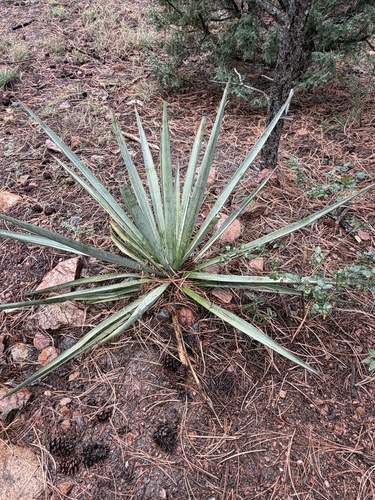 Banana Yucca
