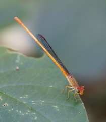 Ceriagrion calamineum