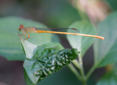 Ceriagrion calamineum