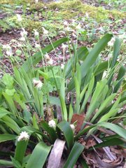 Carex fraseriana