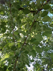 Populus simonii