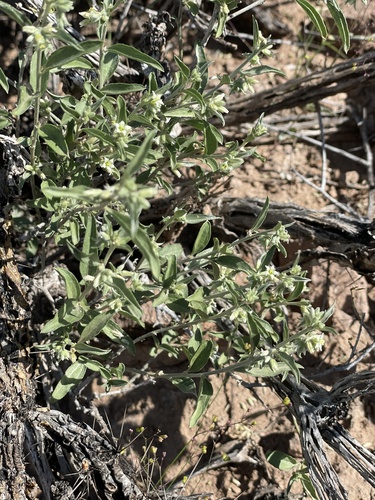 Yuma Silverbush