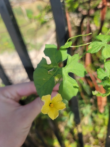 Momordica charantia observed 2026-10-24