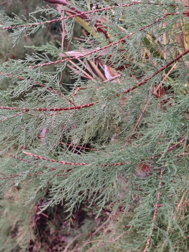 Five-stamen Tamarisk
