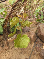 Cissus repanda