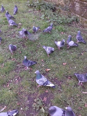 Columba livia domestica