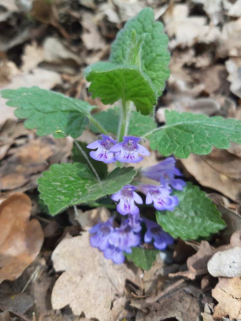Glechoma hirsuta