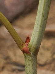 Cissus repanda