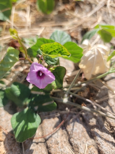 Ipomoea triloba observed 2026-10-24